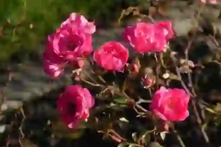 아이폰13 미니 핑크 블루의 매력과 기능 살펴보기
