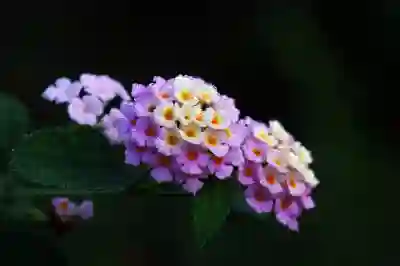 갤럭시 손하트 이모티콘 사용법 : 아이폰 손가락 하트