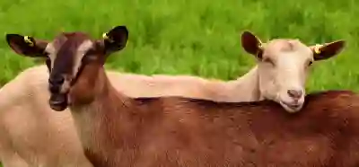 아이폰에서 카카오톡 키워드 알림 설정하는 꿀팁